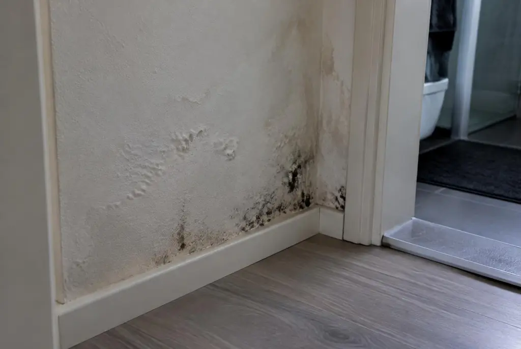 Lekdetectie Beverwijk – vochtplek met schimmel op een muur